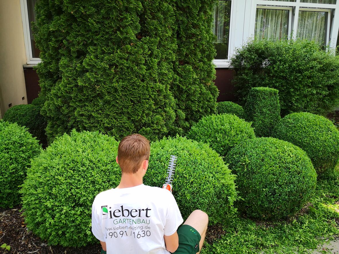 Großfirmenpflege, Formschnitt am Eingangsbereich, komplette Grünanlagenpflege