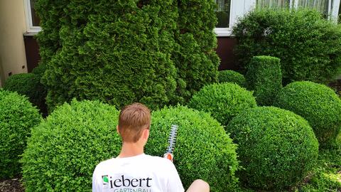 Großfirmenpflege, Formschnitt am Eingangsbereich, komplette Grünanlagenpflege